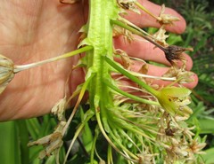 Eucomis pallidiflora pallidiflora