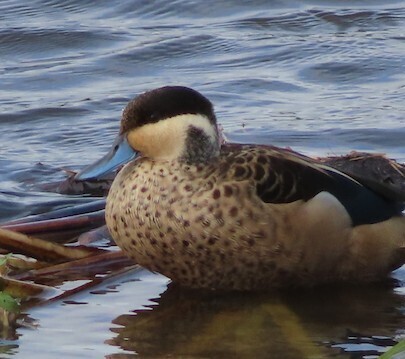 iNaturalist image