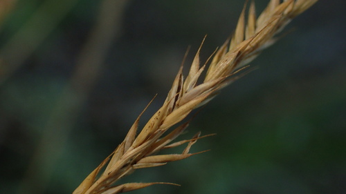 Festuca trachyphylla