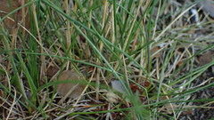 Festuca trachyphylla, photograph (c) Marcin Dyderski, some rights reserved (CC BY)