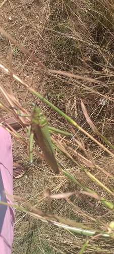 Green Milkweed Locust