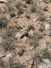 Echinomastus intertextus dasyacanthus