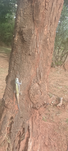 Southern Tree Agama