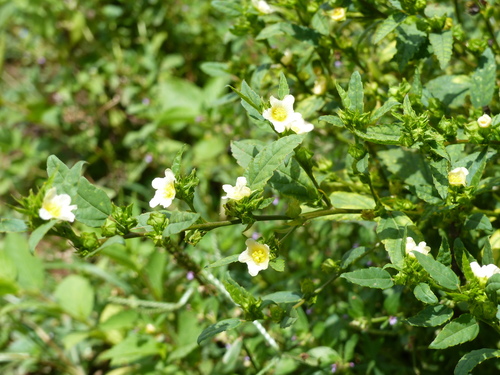 Spinyhead Sida