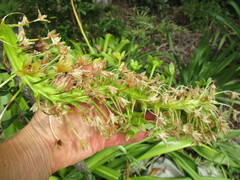 Eucomis pallidiflora pallidiflora