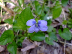 Viola cucullata