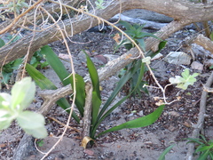 Clivia miniata miniata