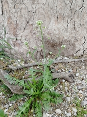 Capsella bursa-pastoris