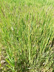 Alopecurus myosuroides