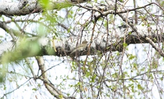 Phylloscopus collybita