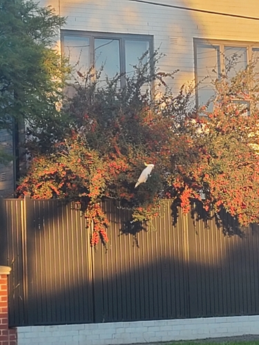 Sulphur-crested Cockatoo