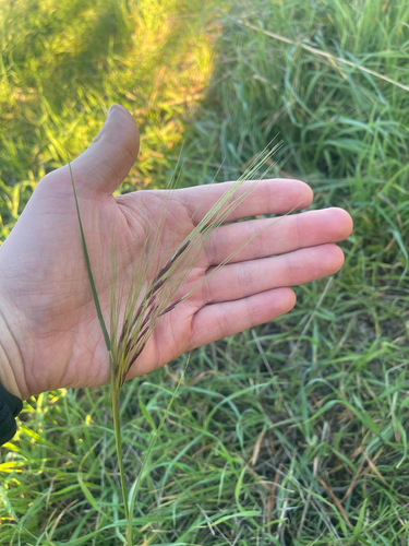 Chilean Needle Grass