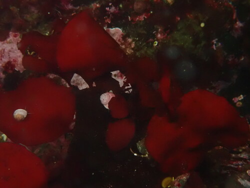Opuntiella californica observed 2026-06-27