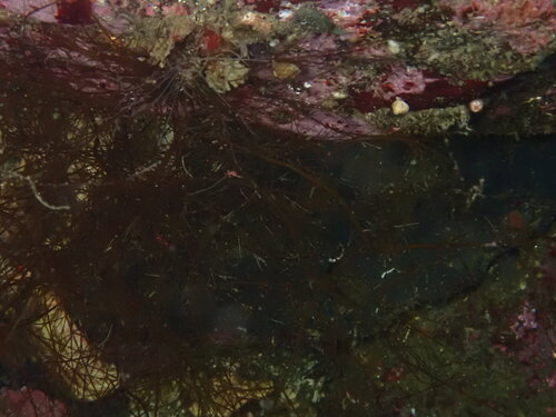 Desmarestia viridis observed 2026-06-27