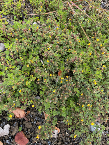 Stylosanthes viscosa observed 2026-06-27