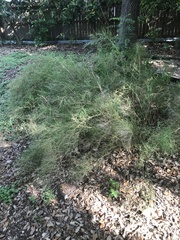 Muhlenbergia dumosa