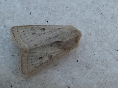 Orthosia gracilis