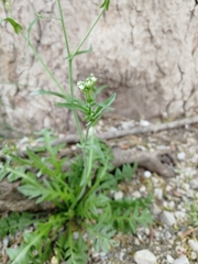 Capsella bursa-pastoris