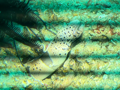 Gebande modder-murene (Gymnothorax chlamydatus) — Muraenidae — 5