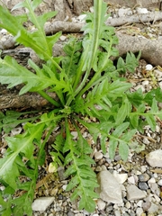Capsella bursa-pastoris