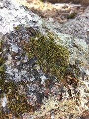 Pterigynandrum filiforme