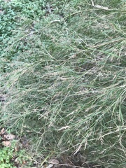 Muhlenbergia dumosa
