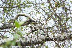 Phylloscopus collybita