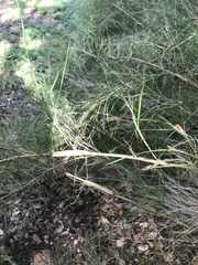 Muhlenbergia dumosa