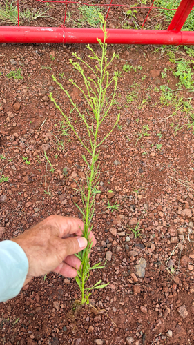 Erigeron canadensis observed 2026-06-27