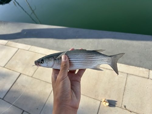 Thicklip Grey Mullet