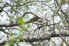 Phylloscopus collybita