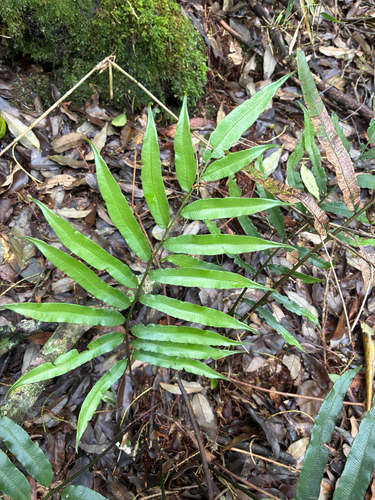 Plagiogyria euphlebia observed 2026-06-28