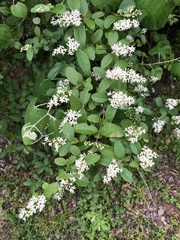 Ligustrum sinense
