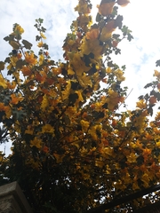 Fremontodendron californicum