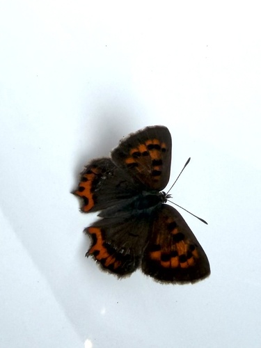 Small Copper
