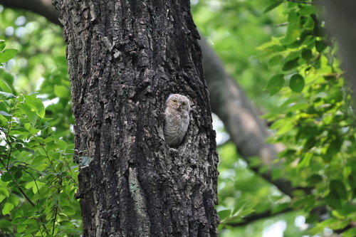 Oriental Scops Owl (Otus sunia)