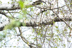 Phylloscopus collybita