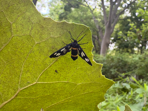Japanese Nine-spotted Moth