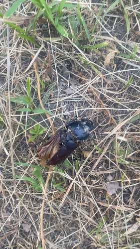 European Stag Beetle