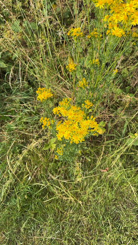 ragwort