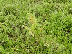 Rumex trisetifer