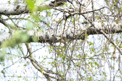 Phylloscopus collybita