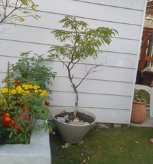 Libidibia ferrea leiostachya