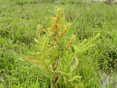 Rumex trisetifer