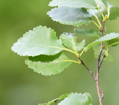 Betula humilis, photograph 2