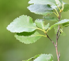 Betula humilis, photograph (c) Марина Садыкова, some rights reserved (CC BY)