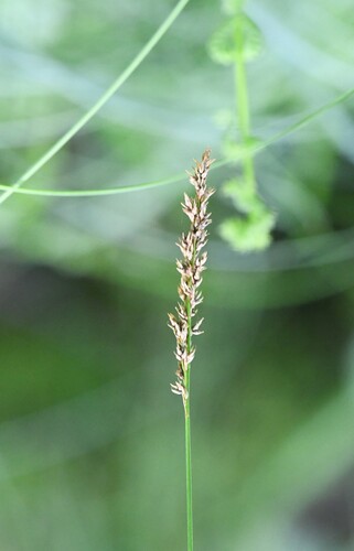 Carex appropinquata