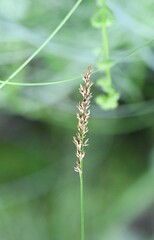 Carex appropinquata