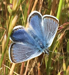 Icaricia icarioides missionensis