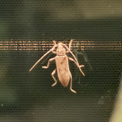 Lesser Ivory-marked Beetle
